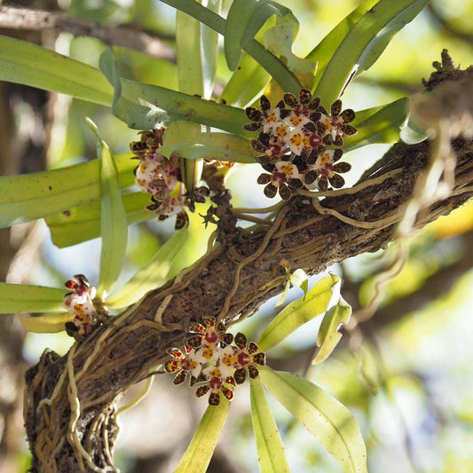 Gastrochilus bellinus (Rchb.f.) Kuntze is a warm-to-cool growing, monopodial epiphytic orchid native to Southeast Asia — including southern China, Myanmar, Thailand, Laos, and Vietnam. It grows in dense, mossy forests at elevations around 600-1700 meters above sea level.