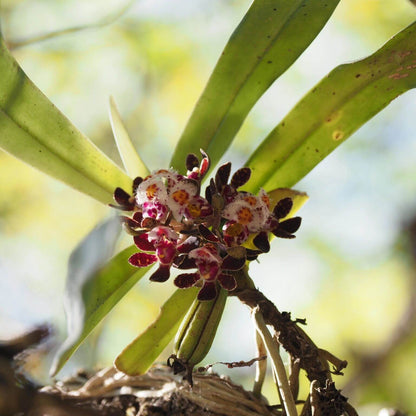 Gastrochilus bellinus (Rchb.f.) Kuntze is a warm-to-cool growing, monopodial epiphytic orchid native to Southeast Asia — including southern China, Myanmar, Thailand, Laos, and Vietnam. It grows in dense, mossy forests at elevations around 600-1700 meters above sea level.