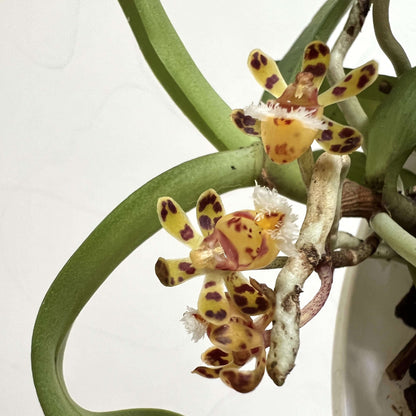 Gastrochilus bellinus (Rchb.f.) Kuntze is a warm-to-cool growing, monopodial epiphytic orchid native to Southeast Asia — including southern China, Myanmar, Thailand, Laos, and Vietnam. It grows in dense, mossy forests at elevations around 600-1700 meters above sea level.