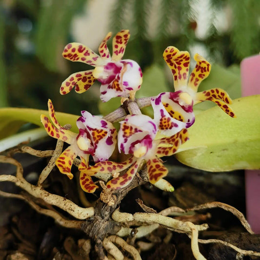 Gastrochilus calceolaris is a medium-sized epiphytic orchid species. It features a very short stem carrying distichous leaves (arranged in two vertical rows), with blades that are falcate (sickle-shaped) to narrowly oblong and having an apex that is unequally 2-lobed.The flowers are somewhat translucent cream or pale, marked with dark brown or purple-brown spots; the lip (labellum) often has a white epichile and a yellow hypochile with colored markings.
