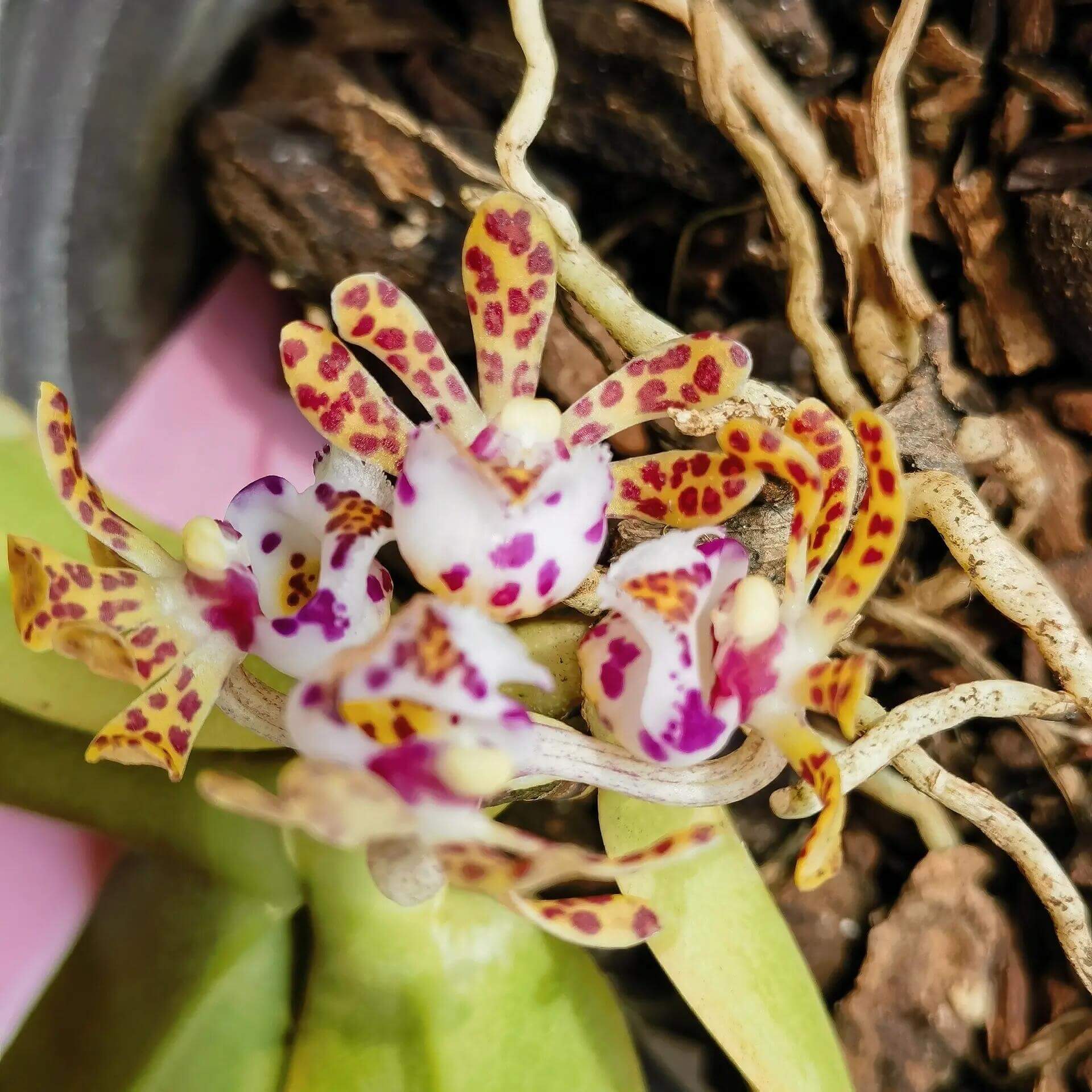 Gastrochilus calceolaris is a medium-sized epiphytic orchid species. It features a very short stem carrying distichous leaves (arranged in two vertical rows), with blades that are falcate (sickle-shaped) to narrowly oblong and having an apex that is unequally 2-lobed.The flowers are somewhat translucent cream or pale, marked with dark brown or purple-brown spots; the lip (labellum) often has a white epichile and a yellow hypochile with colored markings.