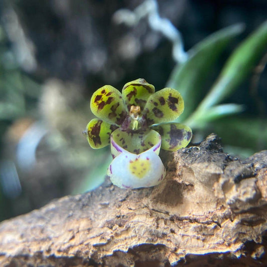 Gastrochilus distichus (Lindl.) Kuntze, commonly known as the “Distichous Gastrochilus,” is a small epiphytic orchid native to the Himalayas (India, Nepal, Bhutan, Assam, Sikkim), Tibet, and Yunnan, China. It typically grows at elevations of 1520–2700 meters in shady, moss-covered rainforests. The plant is pendant in habit, with thin, clustered stems sheathed in leaves, and its foliage is arranged in two ranks (“distichous”), well adapted to its cool, moist montane environment.