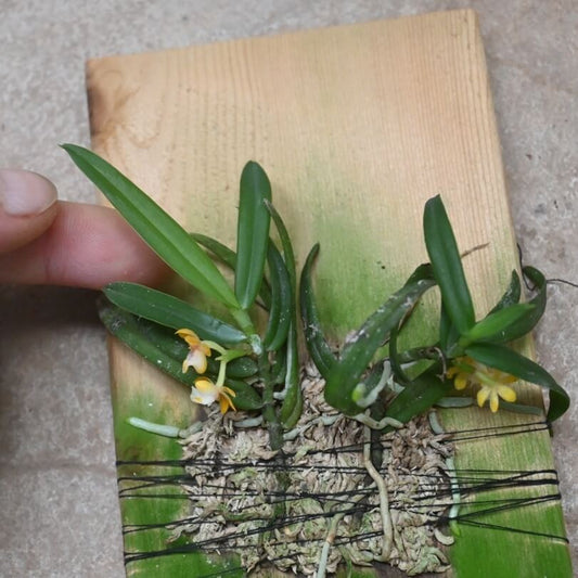 Gastrochilus fargesii is an epiphytic orchid species native to China. It grows on tree trunks in hillside forests at an elevation of around 2,300 meters.