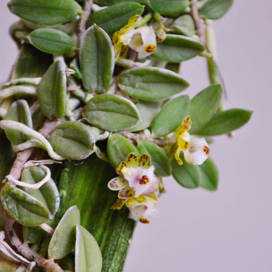Gastrochilus formosanus is a miniature epiphytic orchid native to Taiwan and parts of mainland China, including Shaanxi, Fujian, and Hubei provinces. This species thrives at elevations ranging from 500 to 2,500 meters above sea level, typically growing on tree trunks in forests.