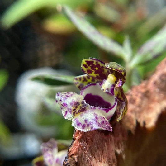 Gastrochilus gongshanensis Z.H. Tsi (1996) is an accepted species in the genus Gastrochilus. It is native to northwestern Yunnan, China (Gongshan County), where it grows in temperate to subtropical montane forests. The species typically occurs at elevations of 2000–3200 meters, found as an epiphyte on tree trunks or occasionally on rocks within evergreen broad-leaved forests.