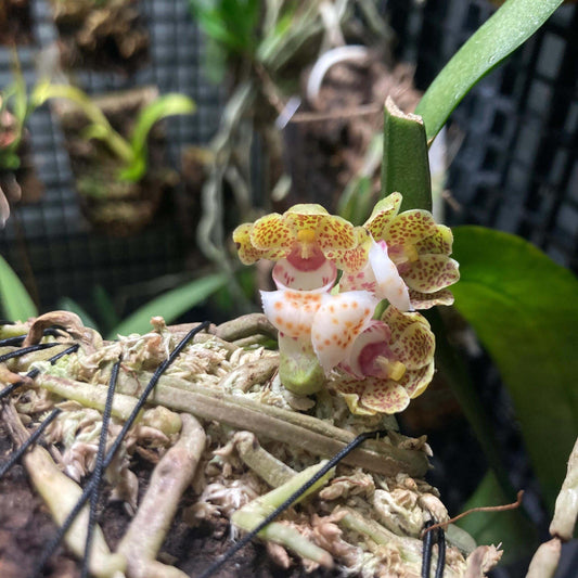 Gastrochilus hainanensis Z.H. Tsi (1989) is an accepted species in the genus Gastrochilus. It is native to Hainan, China, and extends across Indo-China, including Thailand, Laos, and Vietnam. This epiphytic, sympodial orchid typically grows on tree trunks in shady forest environments. It has been recorded at relatively low elevations, around 100–200 meters above sea level, inhabiting lowland to lower subtropical forest zones.