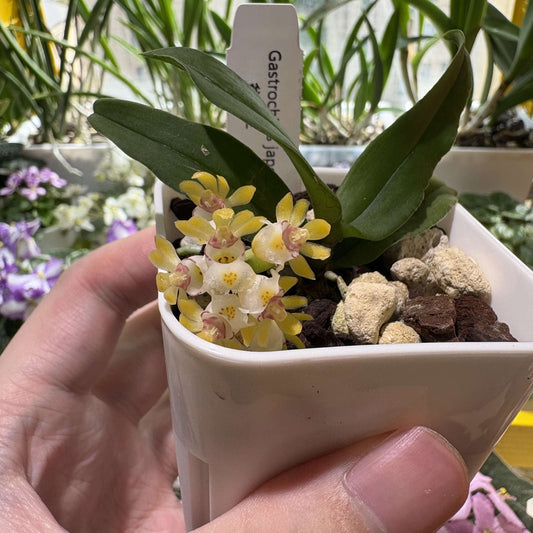 Gastrochilus japonicus (Makino) Schltr. is a miniature epiphytic orchid native to East Asia — Japan (including the Ryukyu Islands), Taiwan, Hong Kong, and Korea. It grows on tree trunks or branches of pines and broad-leaf trees in mountainous forest regions at elevations of about 200-2000 meters.