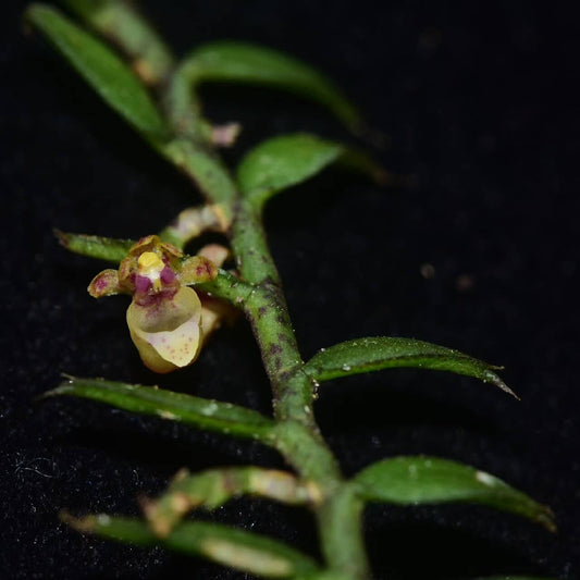 Gastrochilus kadooriei is a rare and captivating orchid species native to Hong Kong, southern China, Laos, and Vietnam. Known for its unique growth habit and delicate flowers, this orchid is a fascinating subject for orchid enthusiasts. Due to its specific environmental requirements, it is well-suited for terrariums, where humidity and temperature can be controlled to mimic its native habitat, providing the ideal conditions for growth and blooming.
