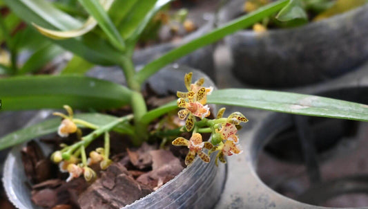Gastrochilus malipoensis is a miniature epiphytic orchid native to Malipo County in southeastern Yunnan Province, China. It thrives at elevations around 1,300 meters above sea level in karstic montane forests. This species is typically found growing on tree trunks or rocks in shaded environments.