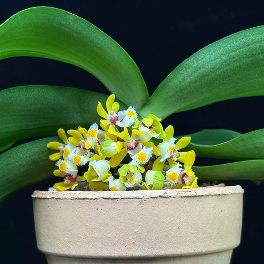 Gastrochilus obliquus (Lindl.) Kuntze is a miniature epiphytic orchid native to the Eastern Himalayas, Bhutan, Sikkim, Myanmar, northern Thailand, southern China, Laos, and Vietnam. It grows in dense forests, often on tree trunks, at elevations of roughly 800-1400 meters.