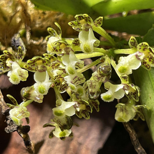 Gastrochilus platycalcaratus is a miniature epiphytic orchid native to southern Yunnan (China), Myanmar, and Thailand. It grows on tree trunks in dense forest at elevations around 700-800 meters.