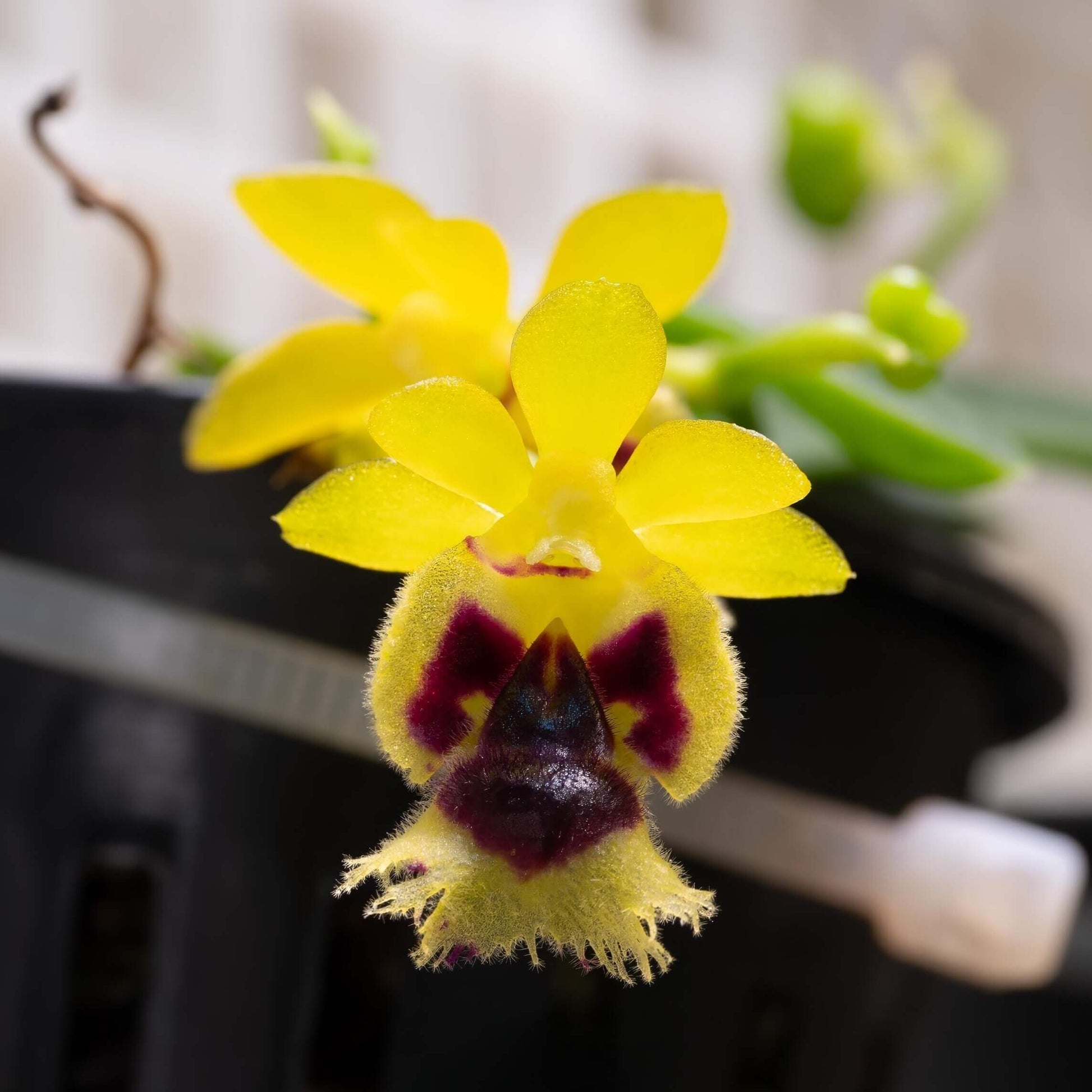 Gastrochilus retrocallus (syn. Haraella retrocalla) is a miniature epiphytic orchid native to Taiwan, where it grows on mossy tree trunks and branches in humid forest environments at mid to high elevations.