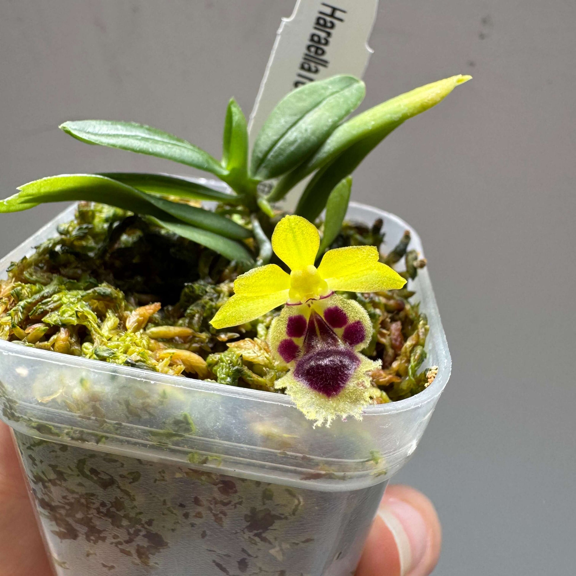 Gastrochilus retrocallus (syn. Haraella retrocalla) is a miniature epiphytic orchid native to Taiwan, where it grows on mossy tree trunks and branches in humid forest environments at mid to high elevations.