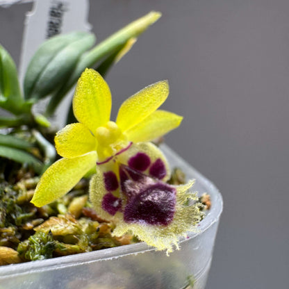 Gastrochilus retrocallus (syn. Haraella retrocalla) is a miniature epiphytic orchid native to Taiwan, where it grows on mossy tree trunks and branches in humid forest environments at mid to high elevations.