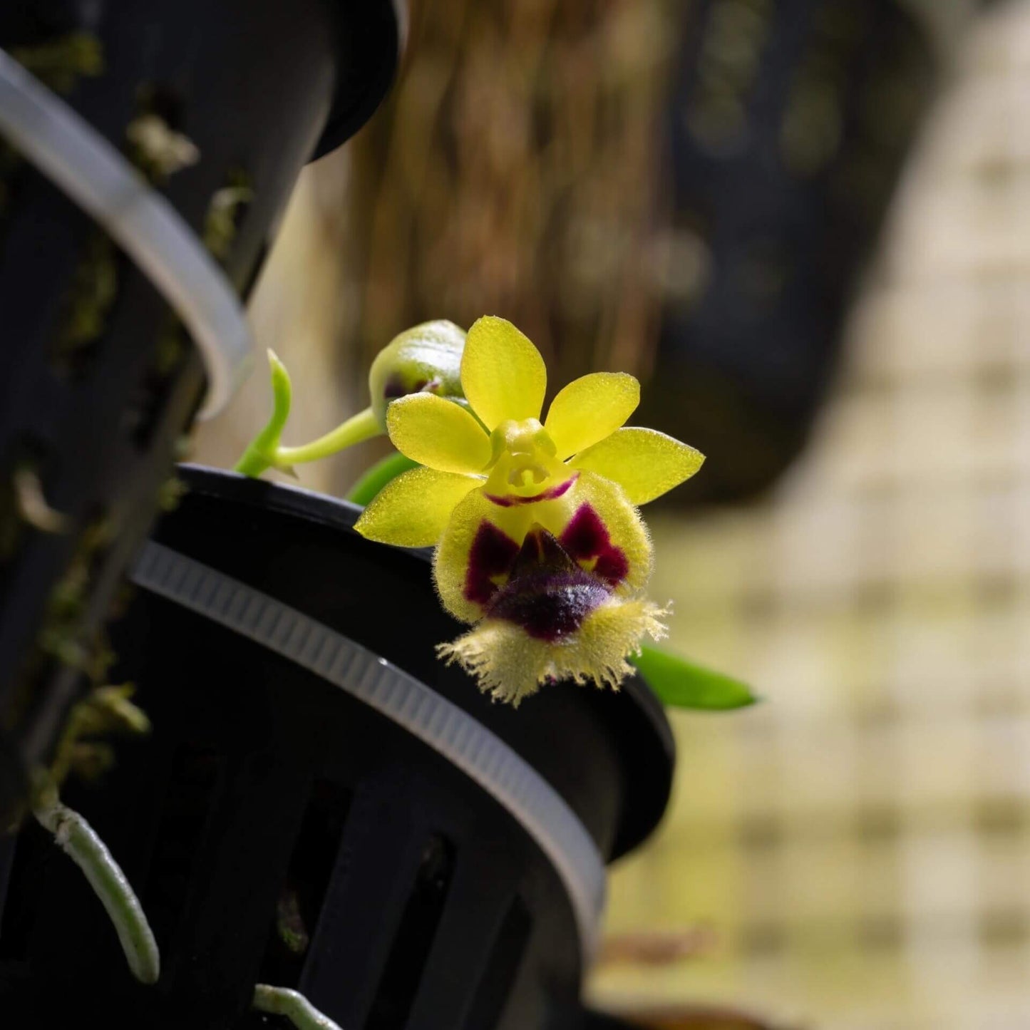Gastrochilus retrocallus (syn. Haraella retrocalla) is a miniature epiphytic orchid native to Taiwan, where it grows on mossy tree trunks and branches in humid forest environments at mid to high elevations.