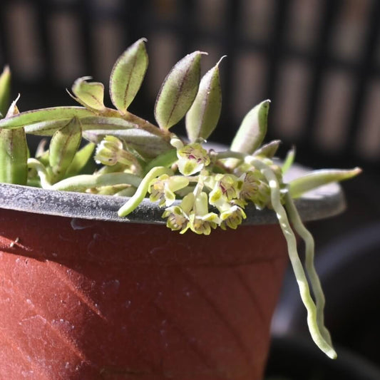 Gastrochilus setosus is native to Si Ma Cai Forest, Si Ma Cai District, Lào Cai Province in northern Vietnam. It grows in evergreen broad‐leaved mountain forests at elevations around 1,400-1,600 m above sea level.