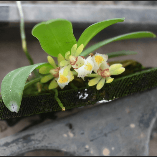 Gastrochilus somae is a miniature epiphytic orchid native to Taiwan. It thrives in montane forests at elevations ranging from approximately 500 to 2,500 meters above sea level. This species typically grows on tree trunks or branches in shaded environments.