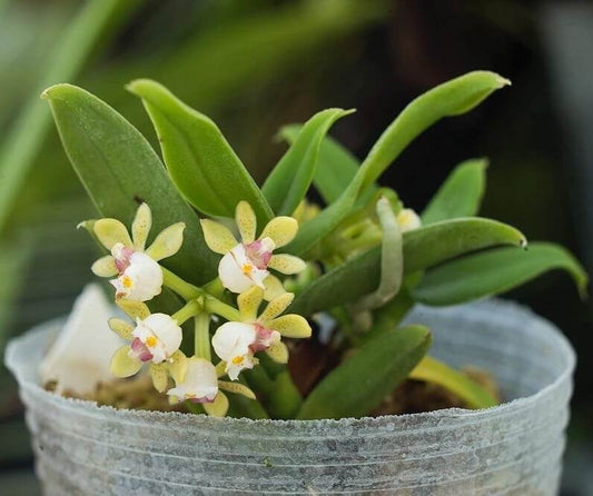 Gastrochilus yunnanensis (Schltr., 1919) is an epiphytic orchid native to southern China (Yunnan and parts of Tibet), northern Vietnam, northern Thailand, and Bangladesh. It grows on tree trunks in montane forests, often at elevations around 1200-2000 m. It’s a miniature plant with a short creeping stem, small distichous leaves, and flowers that appear in clusters (umbels), having colors of pale yellow-green with spots.