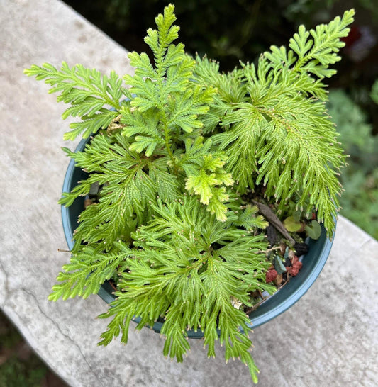 Selaginella moellendorffii, commonly known as the Gemmiferous Spikemoss, is a perennial groundcover native to subtropical regions of East Asia, including China, Taiwan, Vietnam, and the Philippines. This species is renowned for its fern-like appearance and the unique gemmae (tiny plantlets) produced on its fronds, which can root and form new plants, making it an excellent choice for terrariums and shaded garden areas.