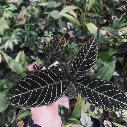 Ardisia gigantifolia, also known as the Giant Ardisia, is a rare and stunning plant native to Southeast Asia, particularly in regions such as southern China, Vietnam, Laos, and Thailand. This impressive species is part of the Primulaceae family and is admired for its large, leathery green leaves and unique growth characteristics. Its striking foliage and dense, bushy growth make it a captivating addition to any plant collection, ideal for both indoor spaces and tropical greenhouses.