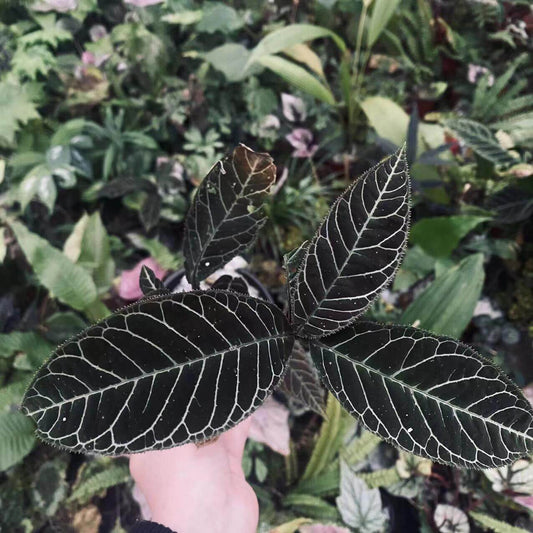 Ardisia gigantifolia, also known as the Giant Ardisia, is a rare and stunning plant native to Southeast Asia, particularly in regions such as southern China, Vietnam, Laos, and Thailand. This impressive species is part of the Primulaceae family and is admired for its large, leathery green leaves and unique growth characteristics. Its striking foliage and dense, bushy growth make it a captivating addition to any plant collection, ideal for both indoor spaces and tropical greenhouses.