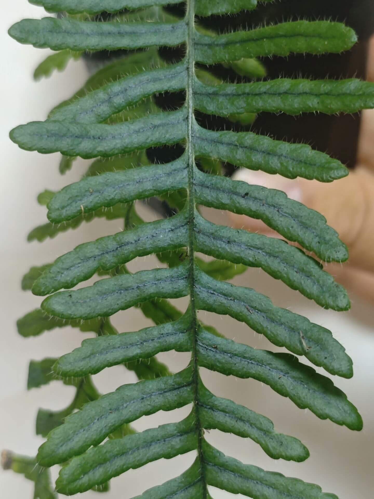 Goniophlebium bourretii is native to southeastern Yunnan and southern Guizhou in China, with its distribution extending into Vietnam. The species typically grows in shaded, moist forest environments and is often found as an epiphyte on trees or growing on rocks.