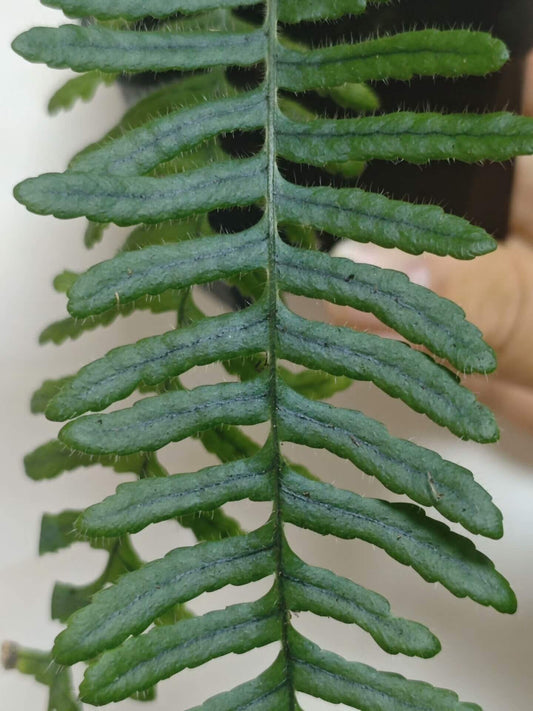 Goniophlebium bourretii is native to southeastern Yunnan and southern Guizhou in China, with its distribution extending into Vietnam. The species typically grows in shaded, moist forest environments and is often found as an epiphyte on trees or growing on rocks.