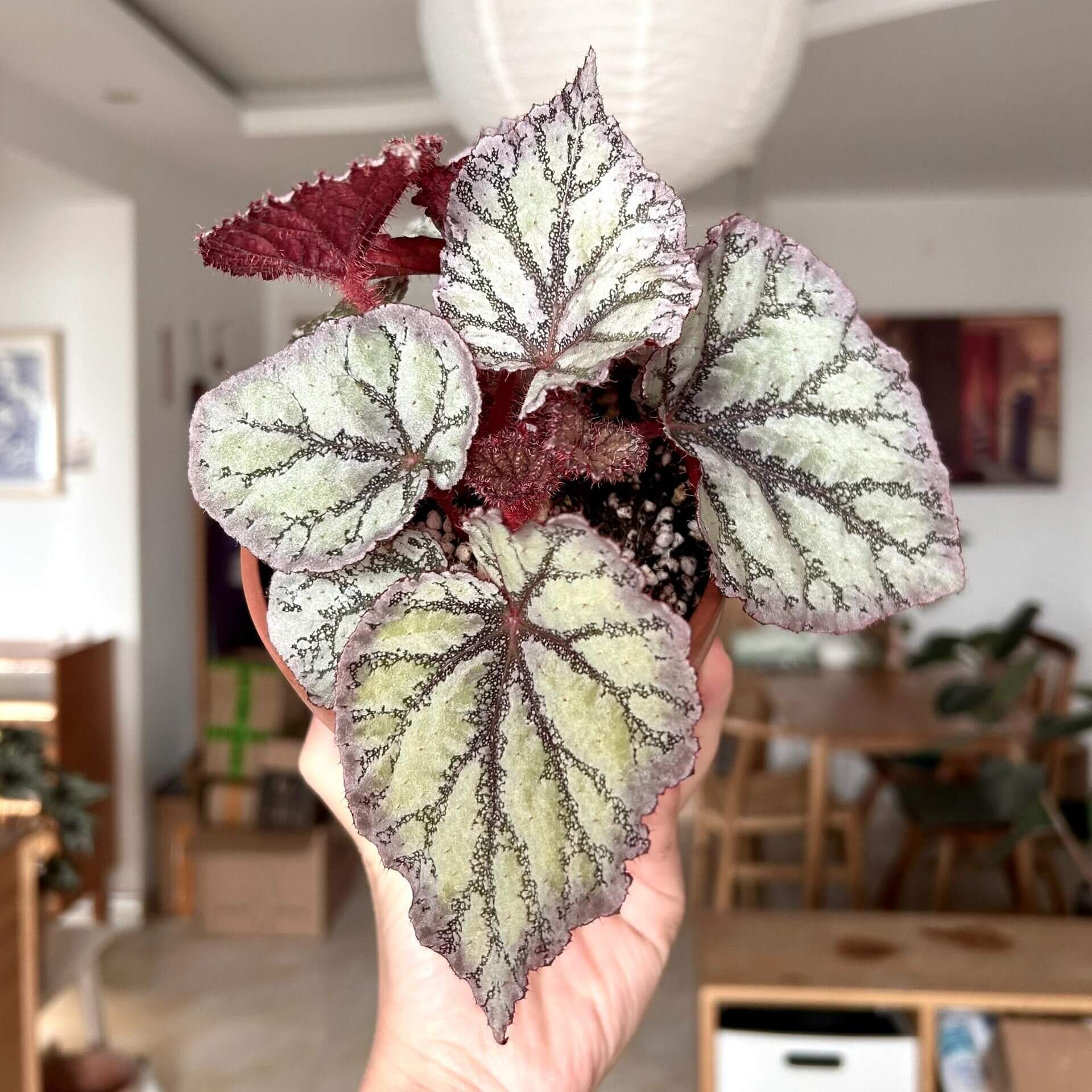 Begonia Chameleon is an exquisite hybrid begonia, renowned for its ever-changing foliage and vibrant spring blooms. With its easy-care nature, this plant is perfect for both novice and experienced plant enthusiasts.