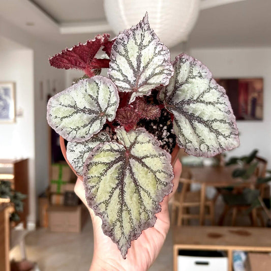 Begonia Chameleon is an exquisite hybrid begonia, renowned for its ever-changing foliage and vibrant spring blooms. With its easy-care nature, this plant is perfect for both novice and experienced plant enthusiasts.