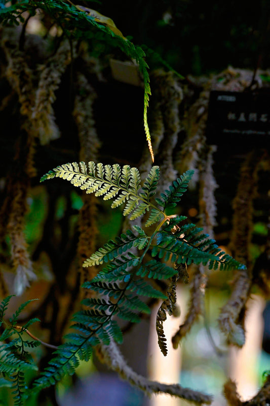 Davallia griffithiana, commonly known as Griffith’s Rabbit’s Foot Fern, is a charming epiphytic fern native to regions including India, China, Japan, Taiwan, Laos, and Vietnam. Belonging to the Davalliaceae family and the Davallia genus, this fern is renowned for its unique, furry rhizomes that resemble rabbit feet, giving it its common name.