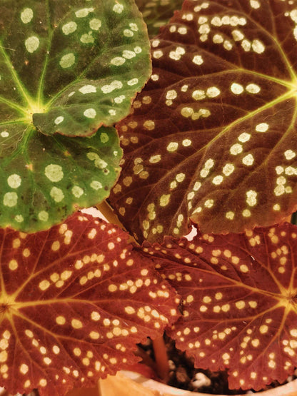 Begonia erythrofolia is a captivating and rare species native to the Wenshan region of Yunnan, China. Known for its striking leaf colors and texture, this begonia offers a dynamic visual experience, changing color based on environmental conditions. Its dramatic crimson undersides and elegant, ovate leaves make it a must-have for plant collectors and enthusiasts looking for something unique.