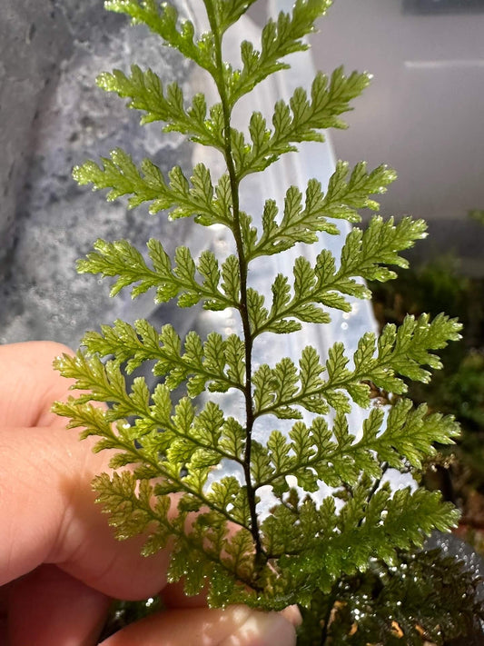 Abrodictyum obscurum is a delicate and visually striking fern native to tropical rainforests across Southeast Asia and parts of Oceania. Belonging to the family Hymenophyllaceae, this species is known for its translucent, finely divided fronds and unique reproductive structures.