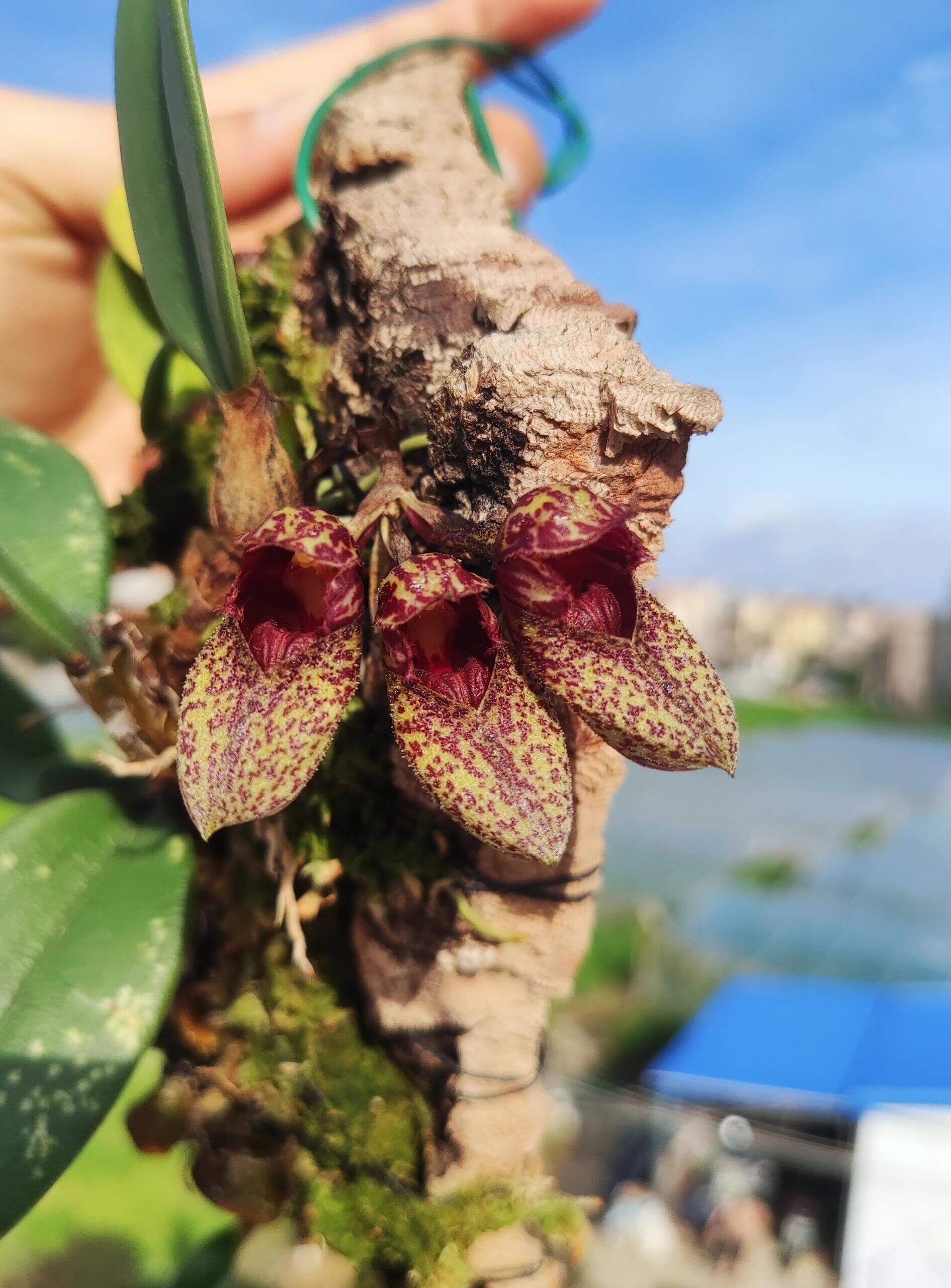 Bulbophyllum bootanoides is a mini-miniature orchid native to Vietnam and Thailand. It thrives in evergreen lowland forests at elevations around 1,450–1,500 meters (approximately 4,750–4,900 feet). This epiphytic orchid thrives in cool to warm conditions, making it well-suited for terrariums where temperature and humidity can be carefully controlled.