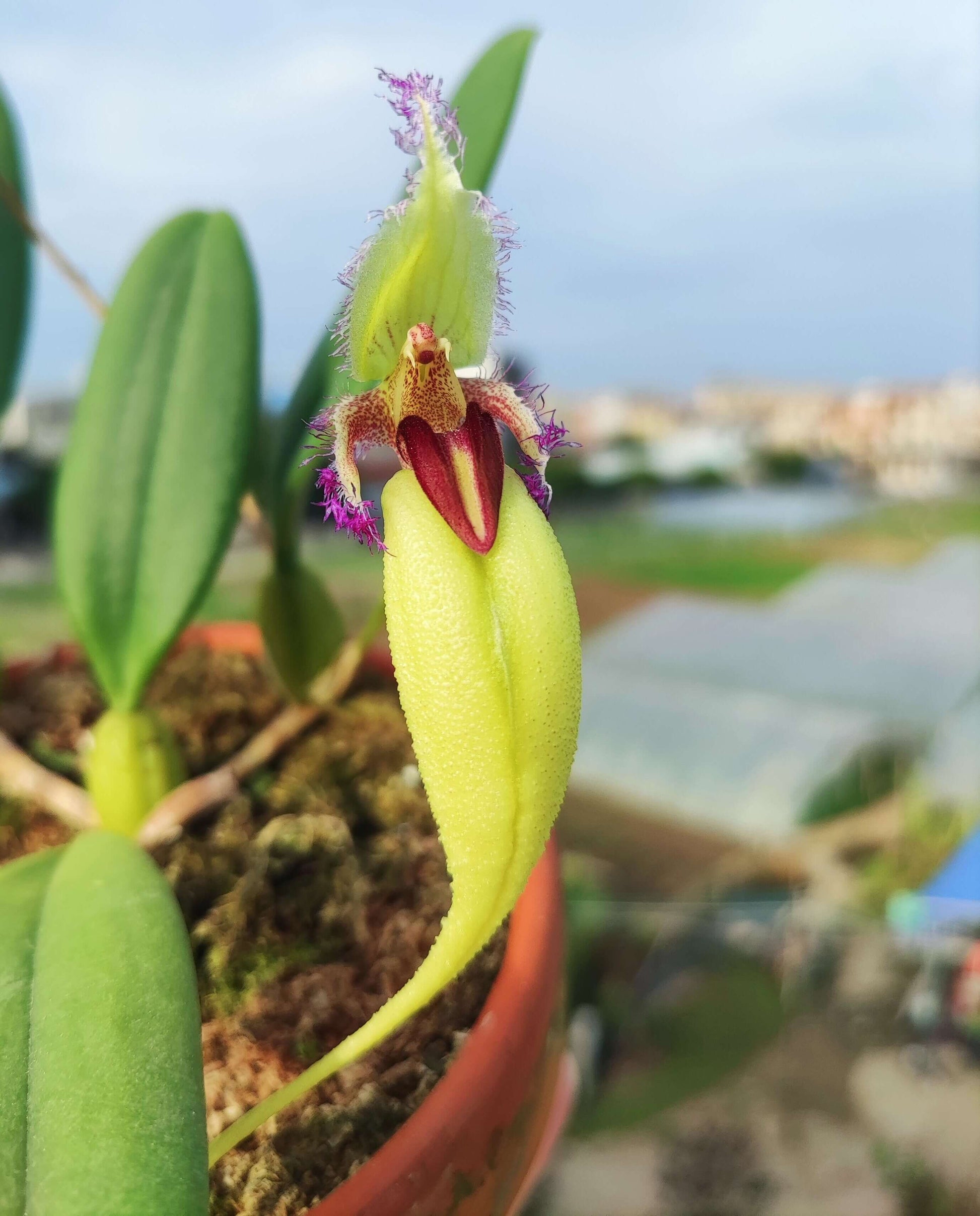Bulbophyllum fascinator var. semi-alba is a captivating miniature orchid known for its unique floral morphology and vibrant coloration. This variety is a color morph of the species Bulbophyllum fascinator, distinguished by its pale green to nearly white sepals and a contrasting red lip.