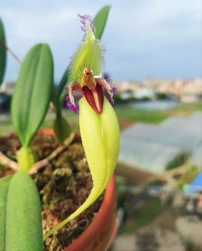 Bulbophyllum fascinator var. semi-alba is a captivating miniature orchid known for its unique floral morphology and vibrant coloration. This variety is a color morph of the species Bulbophyllum fascinator, distinguished by its pale green to nearly white sepals and a contrasting red lip.