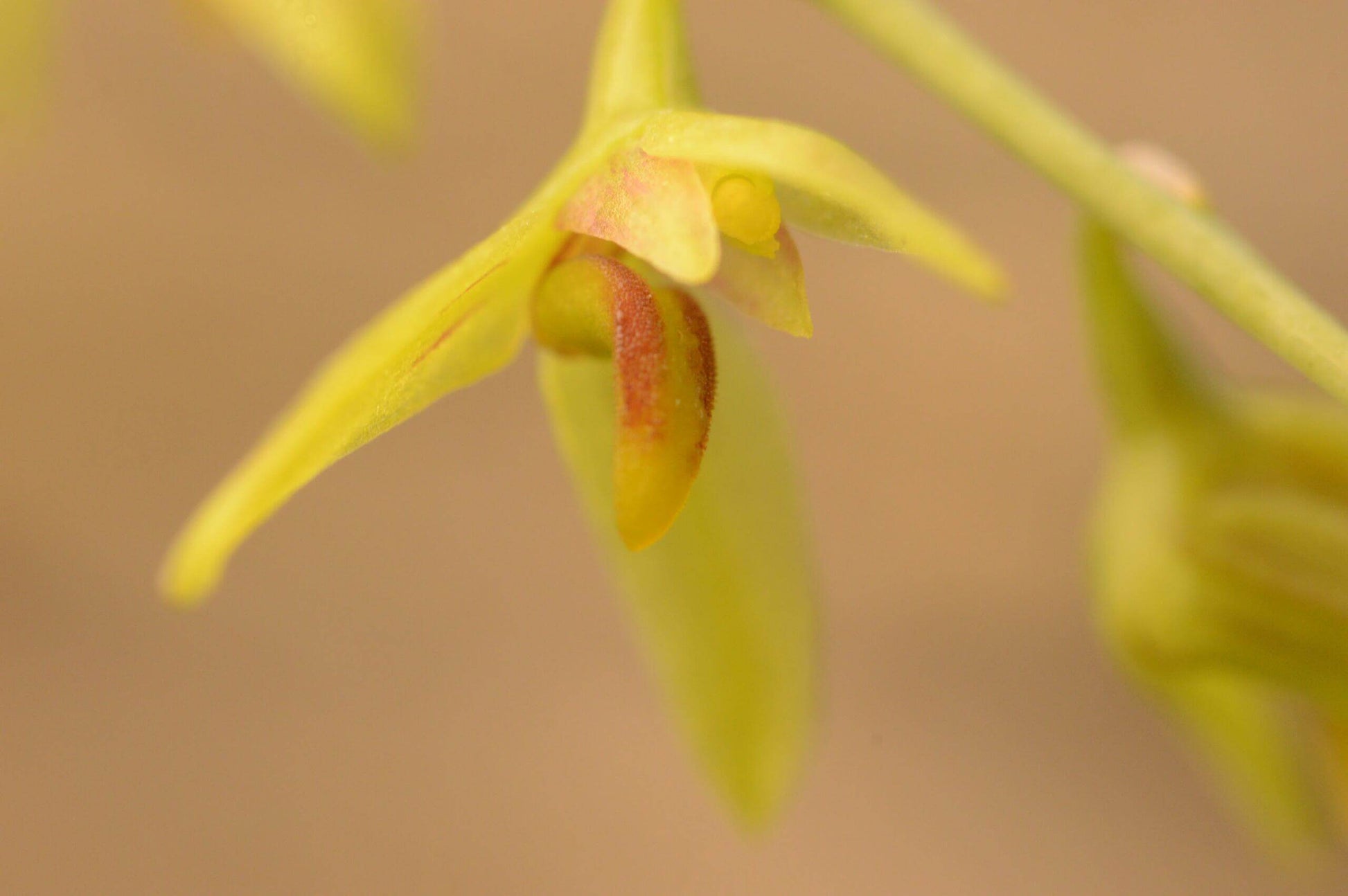 Bulbophyllum polyrrhizum is a miniature orchid species native to the subtropical montane forests of the eastern Himalayas, including regions in India, Nepal, Bhutan, Myanmar, and southern China (Yunnan). This orchid is very small, making it perfect for terrariums where space and humidity can be carefully controlled.