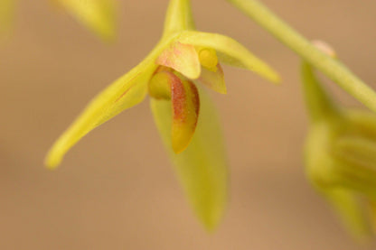 Bulbophyllum polyrrhizum is a miniature orchid species native to the subtropical montane forests of the eastern Himalayas, including regions in India, Nepal, Bhutan, Myanmar, and southern China (Yunnan). This orchid is very small, making it perfect for terrariums where space and humidity can be carefully controlled.