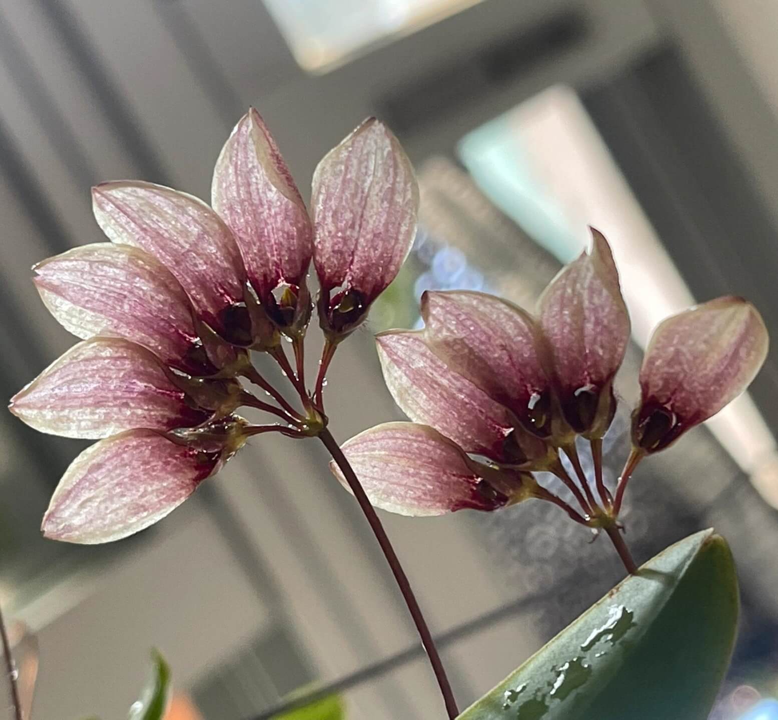 Bulbophyllum lepidum is found in semi-deciduous and evergreen forests across Southeast Asia, including India, Myanmar, Laos, Thailand, peninsular Malaysia, Cambodia, Vietnam, and Indonesia. It thrives at elevations ranging from 300 to 1,100 meters above sea level, often growing on moss-covered rocks and tree bases.