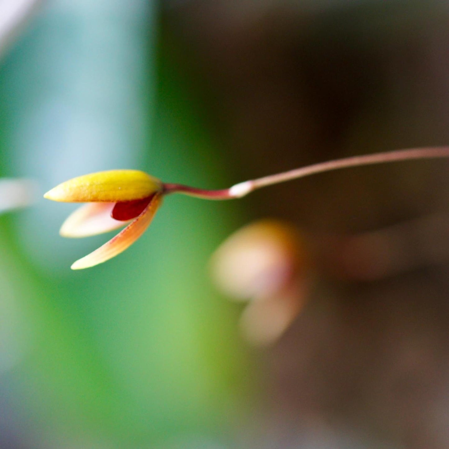 Bulbophyllum pardalotum is a miniature, cool-growing epiphytic orchid native to the Philippines. It thrives at elevations between 1,500 and 2,000 meters, typically found in montane forests. This orchid is very small, making it perfect for terrariums where space and humidity can be carefully controlled.