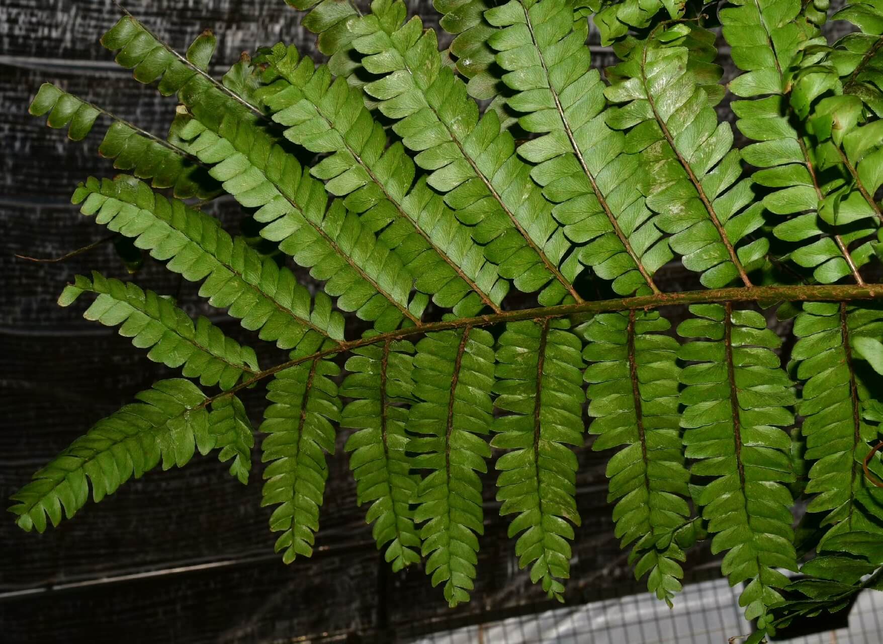 Didymochlaena pulcherrima is a striking fern known for its vibrant, reddish-brown young fronds that mature into deep green foliage.