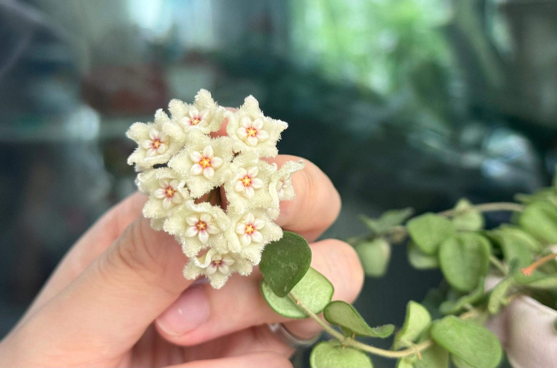 Hoya serpens is a miniature, trailing or creeping hoya species native to the Himalayas, particularly Nepal, Sikkim, and Bhutan. In its natural habitat, it grows as an epiphyte in cool, moist montane forests at elevations between 1,200 and 2,400 meters, often clinging to moss-covered trees in cloud forest environments.