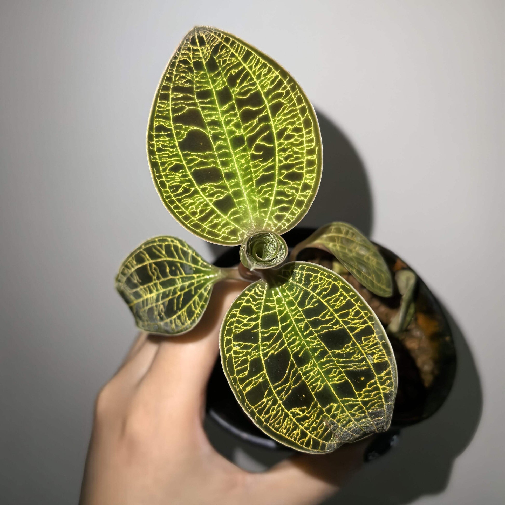 Lightning Jewel Orchid (Macodes petola) is a striking terrestrial orchid prized for its velvety dark green leaves beautifully etched with electrifying veins of gold, mint, or copper—resembling a lightning strike captured in foliage.