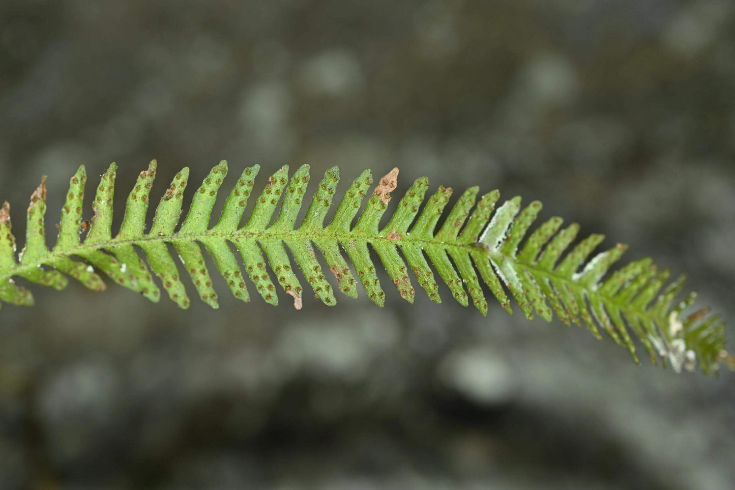 Prosaptia intermedia is a species of fern belonging to the family Grammitidaceae. It was first described by Ching in 1950 and later reclassified by Tagawa in 1950. This species is native to China, specifically in regions such as Guangdong, Guangxi, Hainan, and Yunnan, as well as Vietnam.