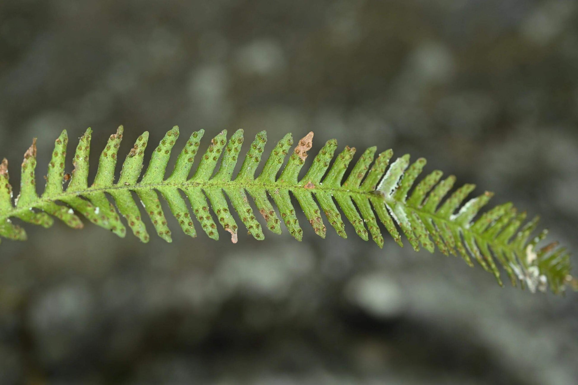 Prosaptia intermedia is a species of fern belonging to the family Grammitidaceae. It was first described by Ching in 1950 and later reclassified by Tagawa in 1950. This species is native to China, specifically in regions such as Guangdong, Guangxi, Hainan, and Yunnan, as well as Vietnam.