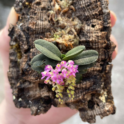 Schoenorchis tixieri is a diminutive and captivating orchid species native to southern Yunnan province in China and central Laos. This orchid is very small, making it perfect for terrariums where space and humidity can be carefully controlled.