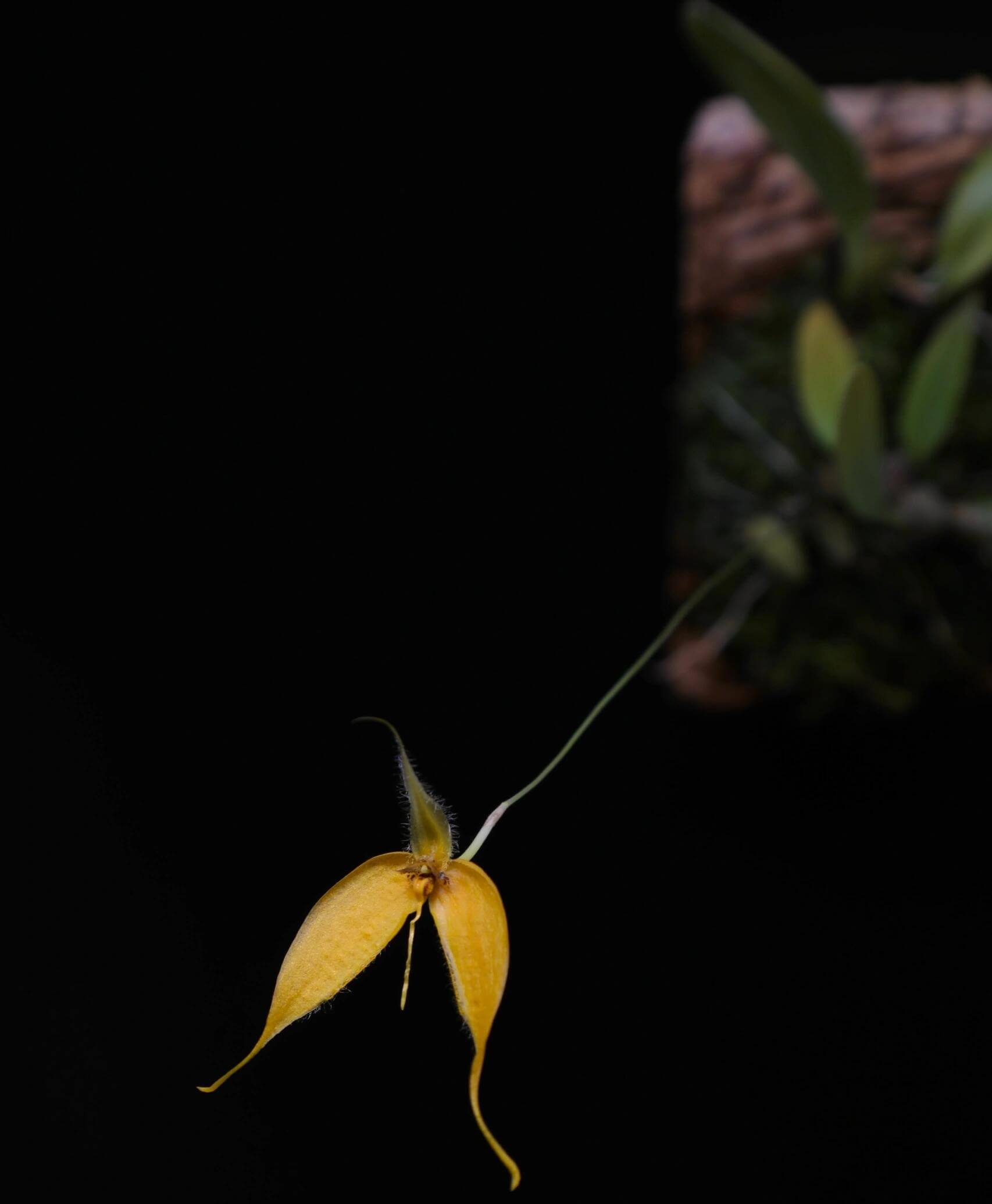 Bulbophyllum championii is a captivating miniature orchid species native to the montane cloud forests of western New Guinea, specifically the Bintuni Regency in Papua Barat Province. This orchid is very small, making it perfect for terrariums where space and humidity can be carefully controlled.