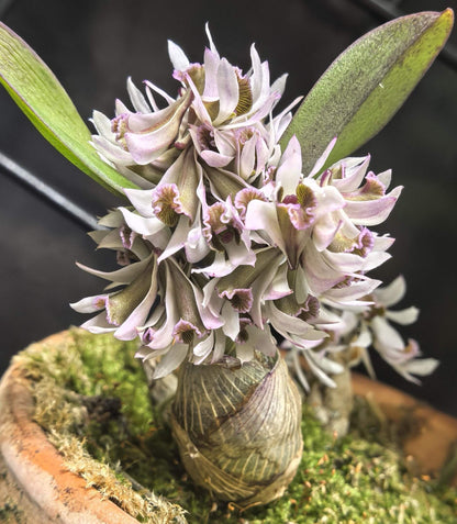 Dendrobium peguanum is a captivating miniature orchid species native to the eastern Himalayas, including regions of India, Nepal, Sikkim, Myanmar, and Thailand. It thrives in hot, humid environments at elevations of 300–400 meters above sea level, often found growing on shrubs and rocks near streams.