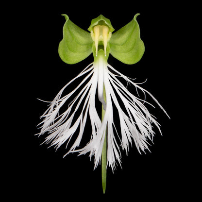 Habenaria medioflexa Turrill is a tuberous terrestrial orchid in the section Medusaeformes. It is native from southern Yunnan in China through mainland Southeast Asia to Peninsular Malaysia, including Thailand, Vietnam, Laos, Cambodia and Myanmar. It grows in wet tropical habitats and is generally associated with forest environments. The plant reaches about 30–48 cm tall and develops fleshy, oblong tubers with 4–5 main leaves along the erect stem.