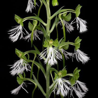 Habenaria medioflexa Turrill is a tuberous terrestrial orchid in the section Medusaeformes. It is native from southern Yunnan in China through mainland Southeast Asia to Peninsular Malaysia, including Thailand, Vietnam, Laos, Cambodia and Myanmar. It grows in wet tropical habitats and is generally associated with forest environments. The plant reaches about 30–48 cm tall and develops fleshy, oblong tubers with 4–5 main leaves along the erect stem.