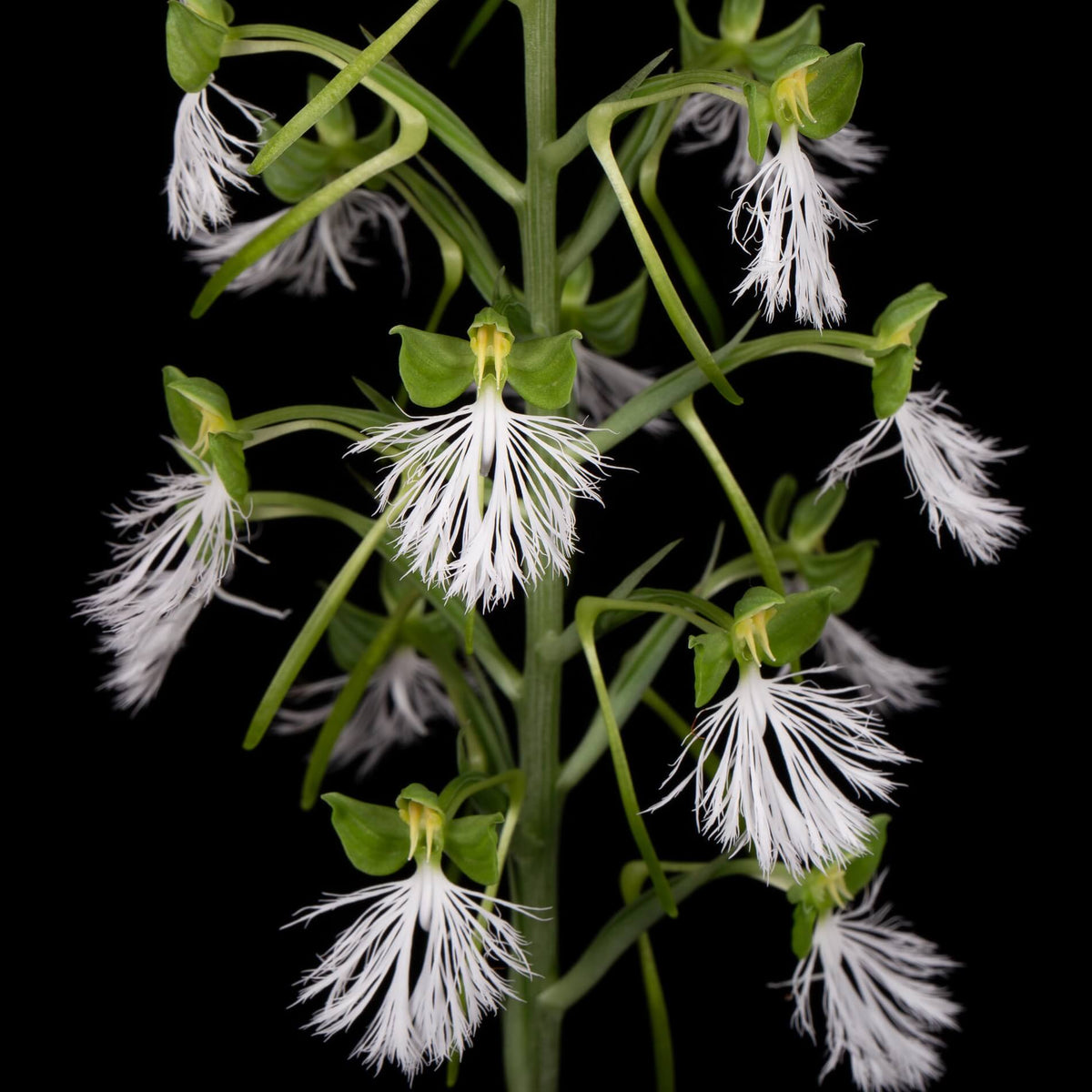 Habenaria medioflexa Turrill is a tuberous terrestrial orchid in the section Medusaeformes. It is native from southern Yunnan in China through mainland Southeast Asia to Peninsular Malaysia, including Thailand, Vietnam, Laos, Cambodia and Myanmar. It grows in wet tropical habitats and is generally associated with forest environments. The plant reaches about 30–48 cm tall and develops fleshy, oblong tubers with 4–5 main leaves along the erect stem.